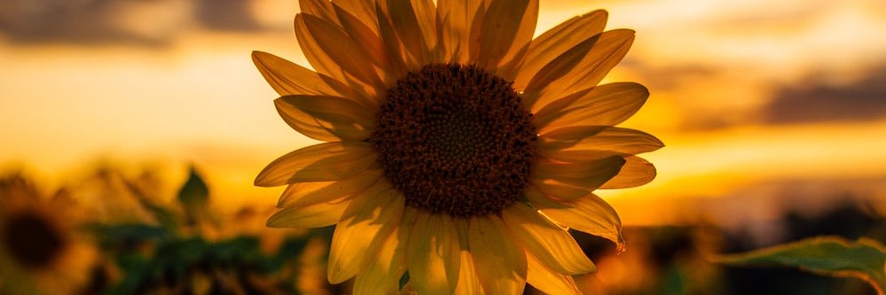 _mariarosee's profile banner image
