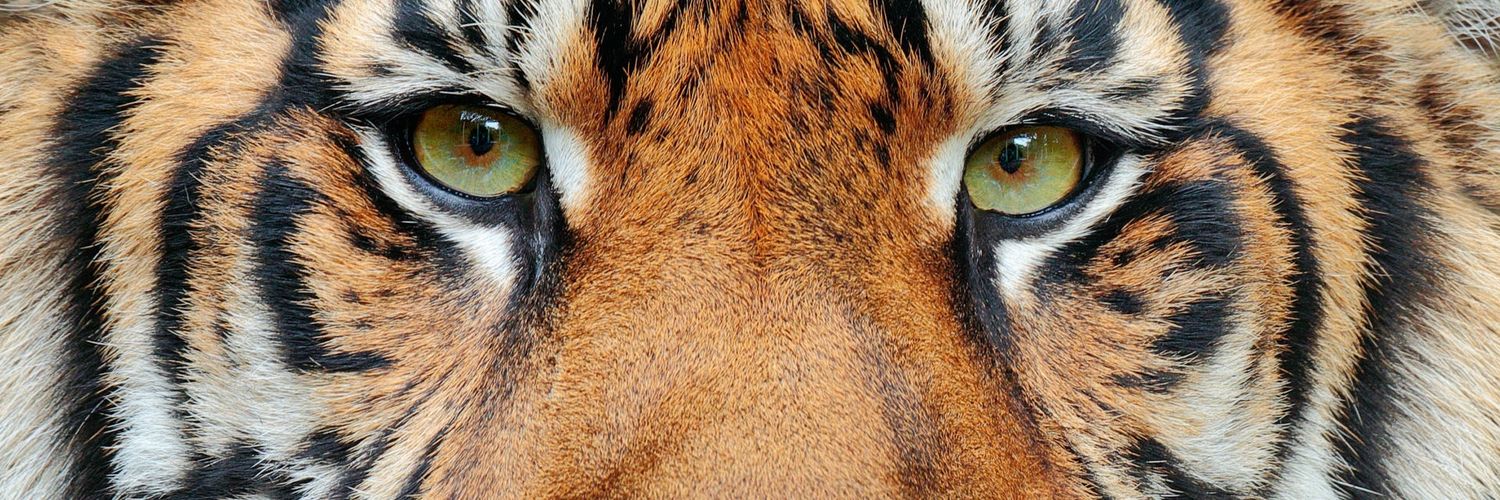 🍄white rabbit banner