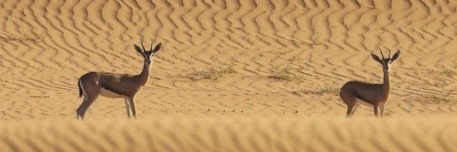 رعبـوبه banner