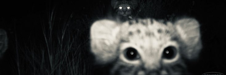 kailauchi's profile banner image