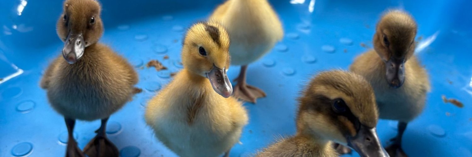 Supportability banner