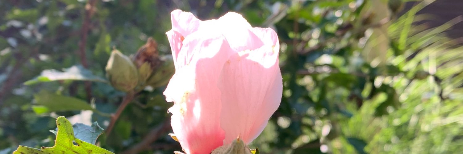 DillonRau14's profile banner image