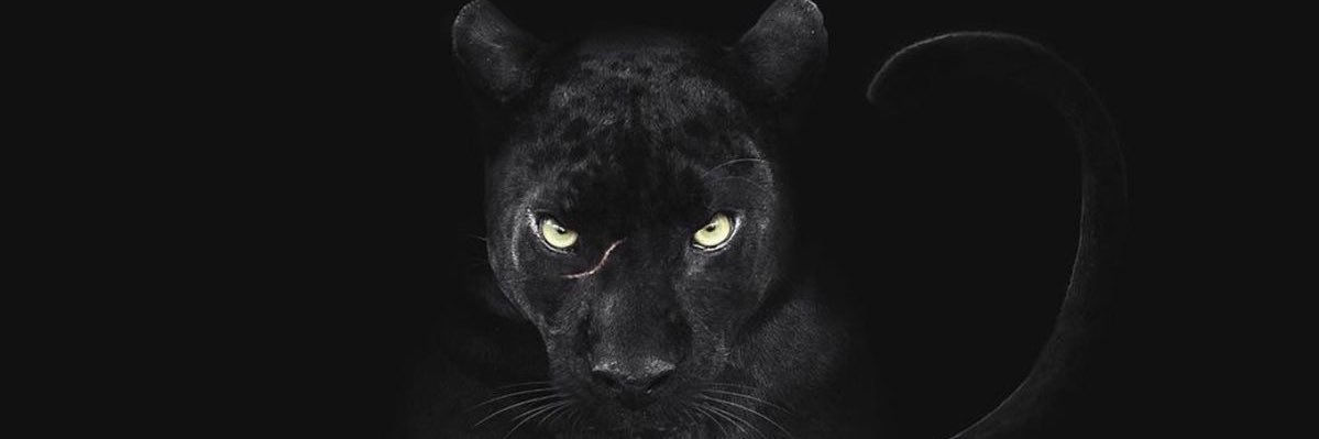 ireemyigitt's profile banner image