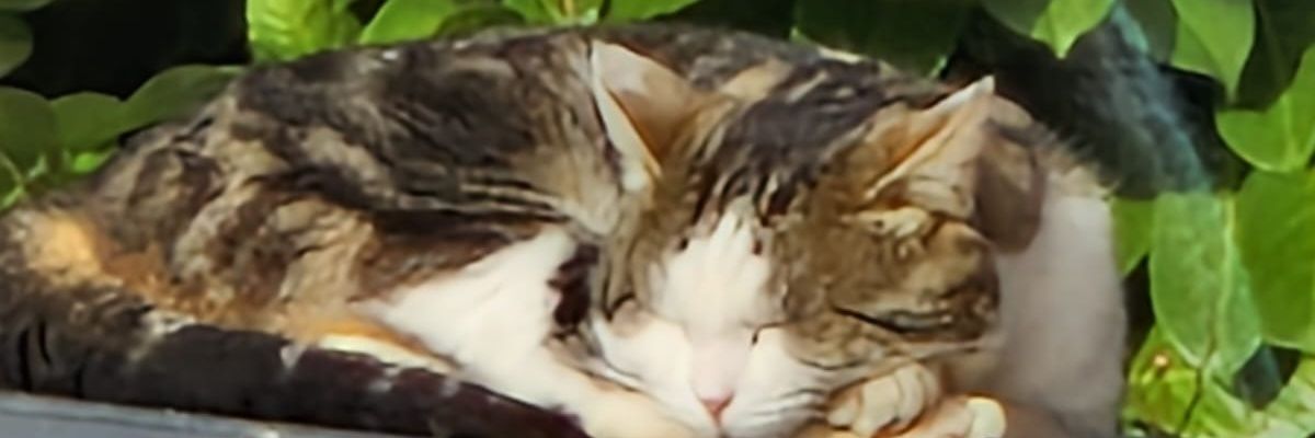 DanielaRosa_04's profile banner image