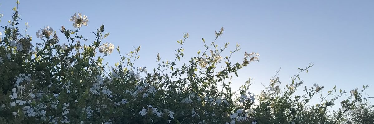 𝚊𝚣𝚞𝚔𝚒 ⸝⸝ banner