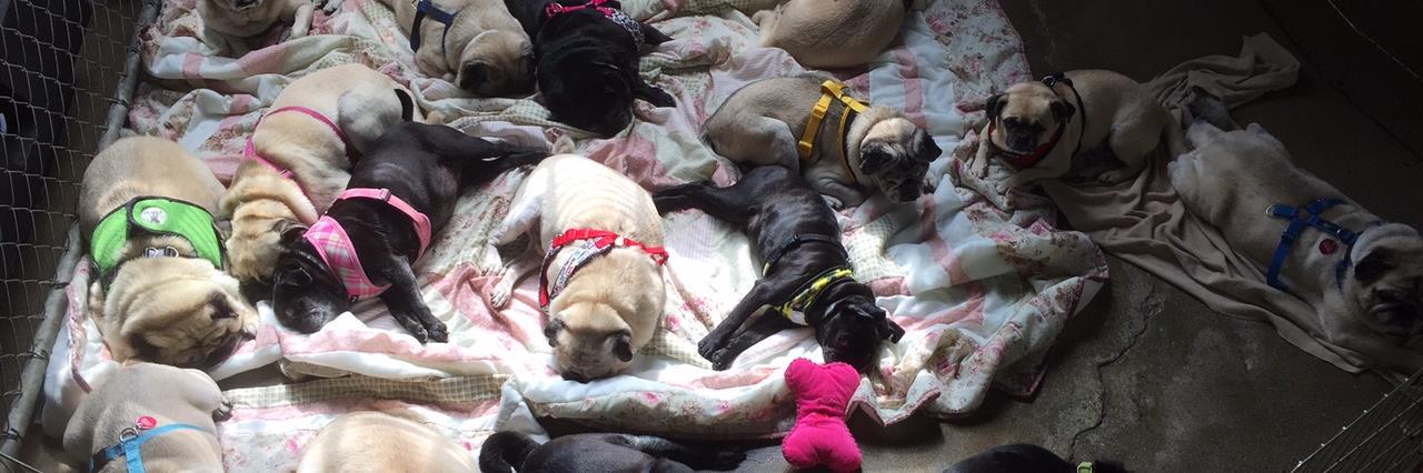 Pug Nation Rescue LA banner