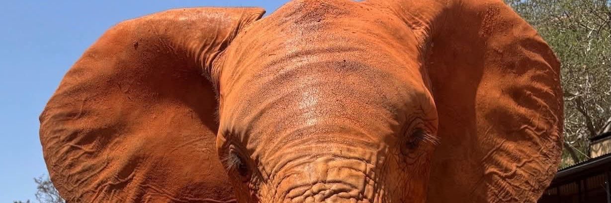 🄳.🄺.🄾.🄷 banner