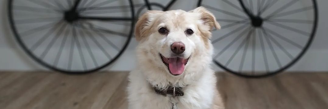 Dollyvialt's profile banner image