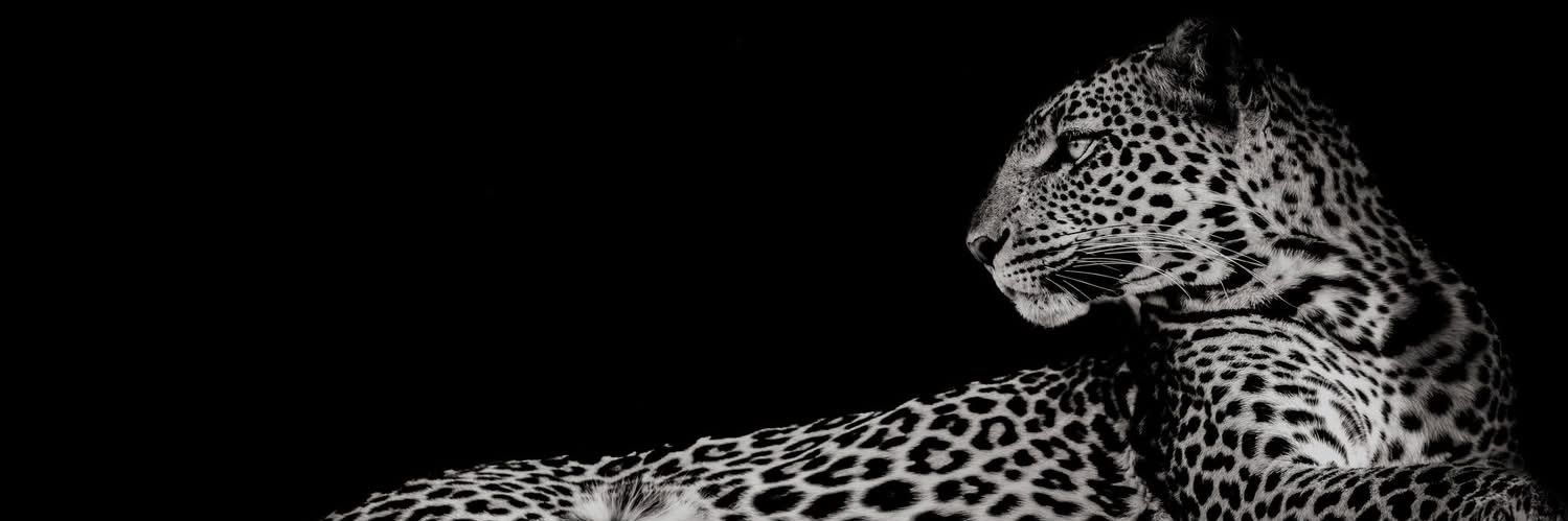 AprilisAwesome banner