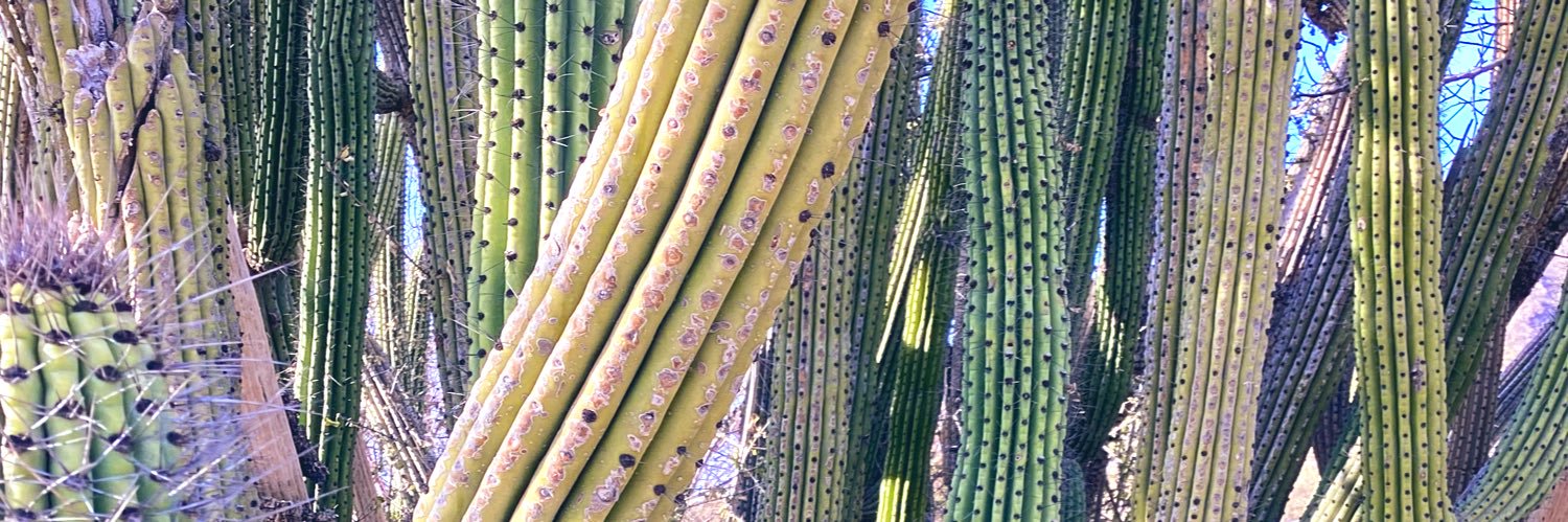 Irva_Mar44✝️🇲🇽🏜️ banner