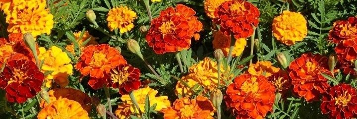 Gigimacc's profile banner image