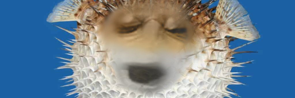 sakemesi0239's profile banner image