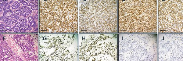 TheGutOncLab Profile Banner