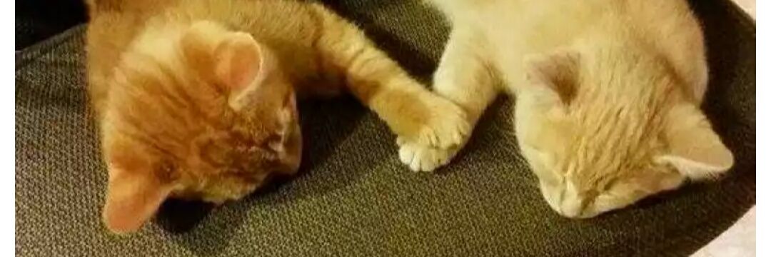 BBHappyCat's profile banner image