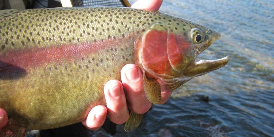flyfishco89's profile banner image