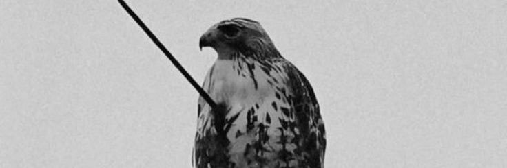 Obsidian blade banner