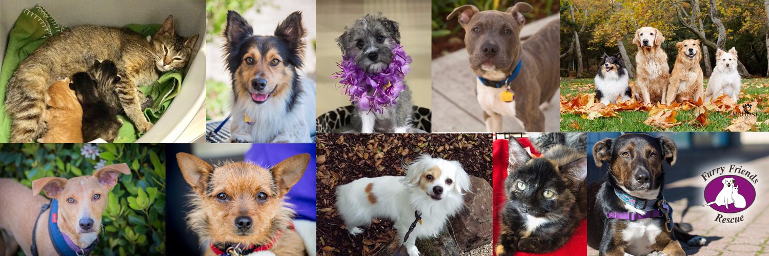 Furry Friends Rescue banner