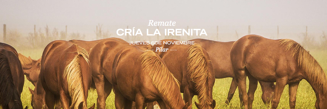 LaIrenitaPolo's profile banner image