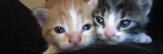 العاعاعوط🙀 banner