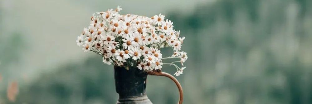 Thom Nguyen | Pineapple banner