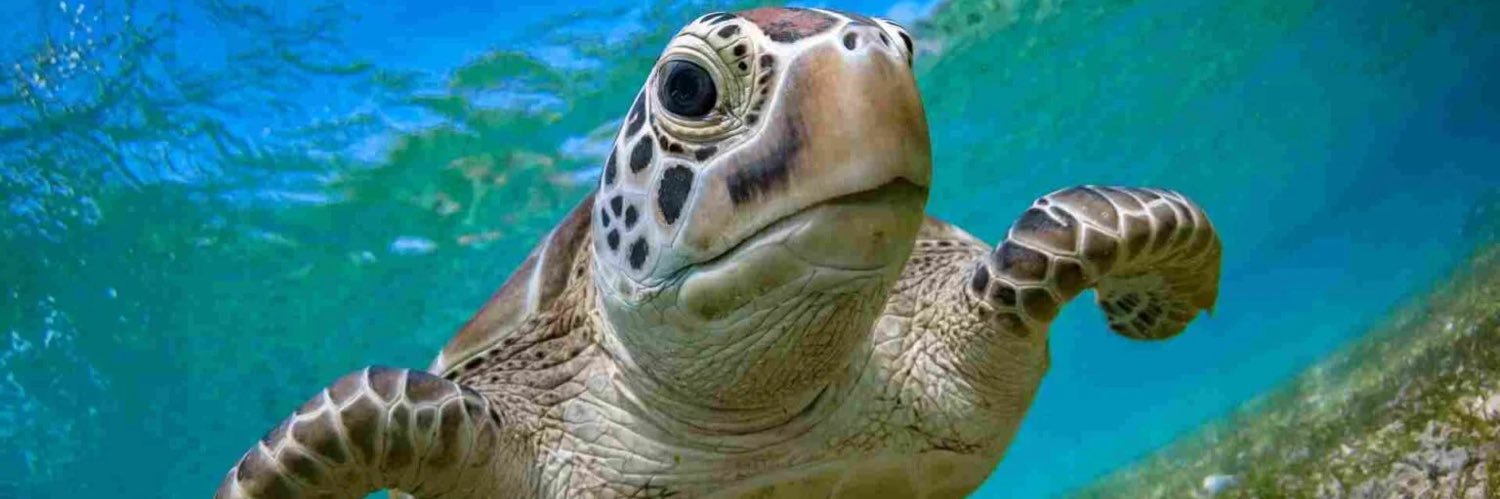 IamATurtle125's profile banner image
