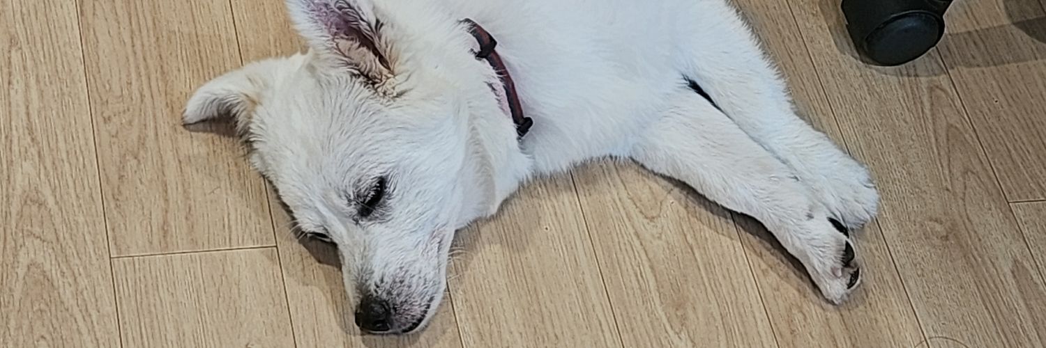 가족찾는🐶신하's banner