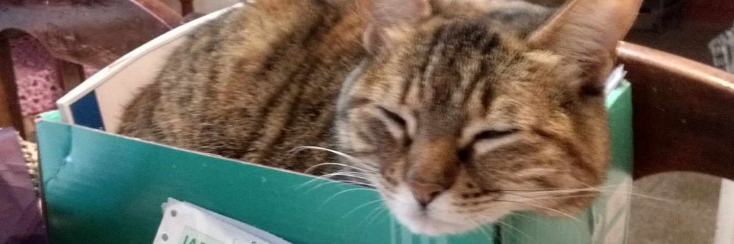 sdanielav's profile banner image