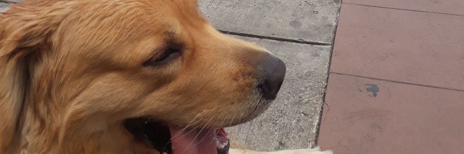 camoyano's profile banner image