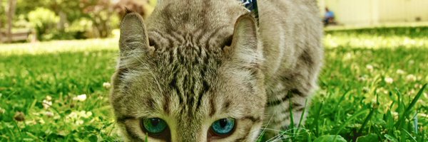 So1oAce Profile Banner
