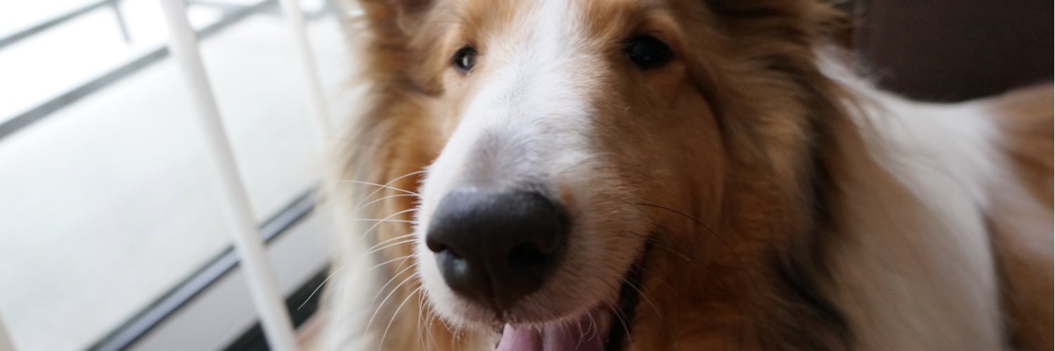 foermeg's profile banner image