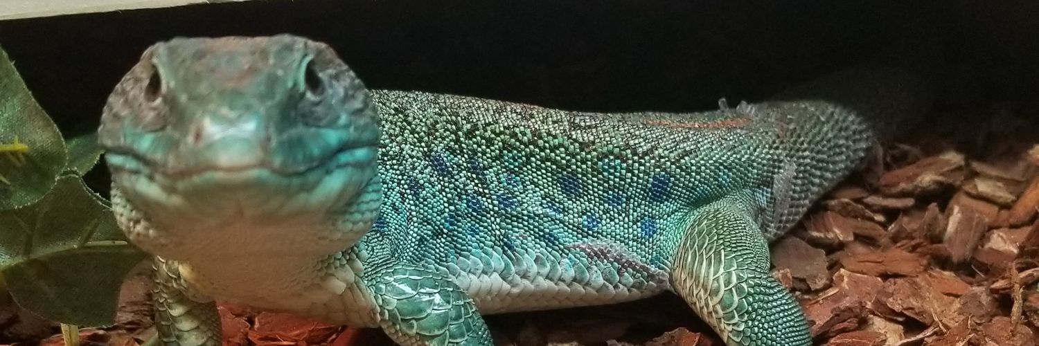 E2Shady's profile banner image