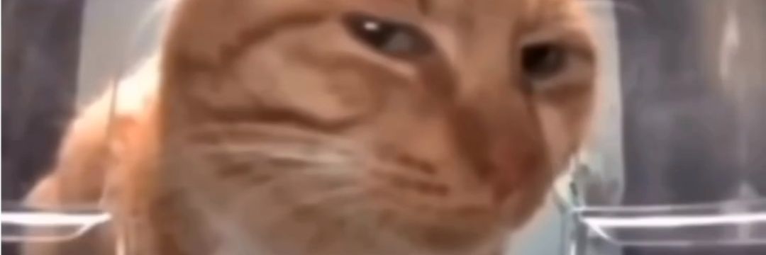 SoteloSol14's profile banner image