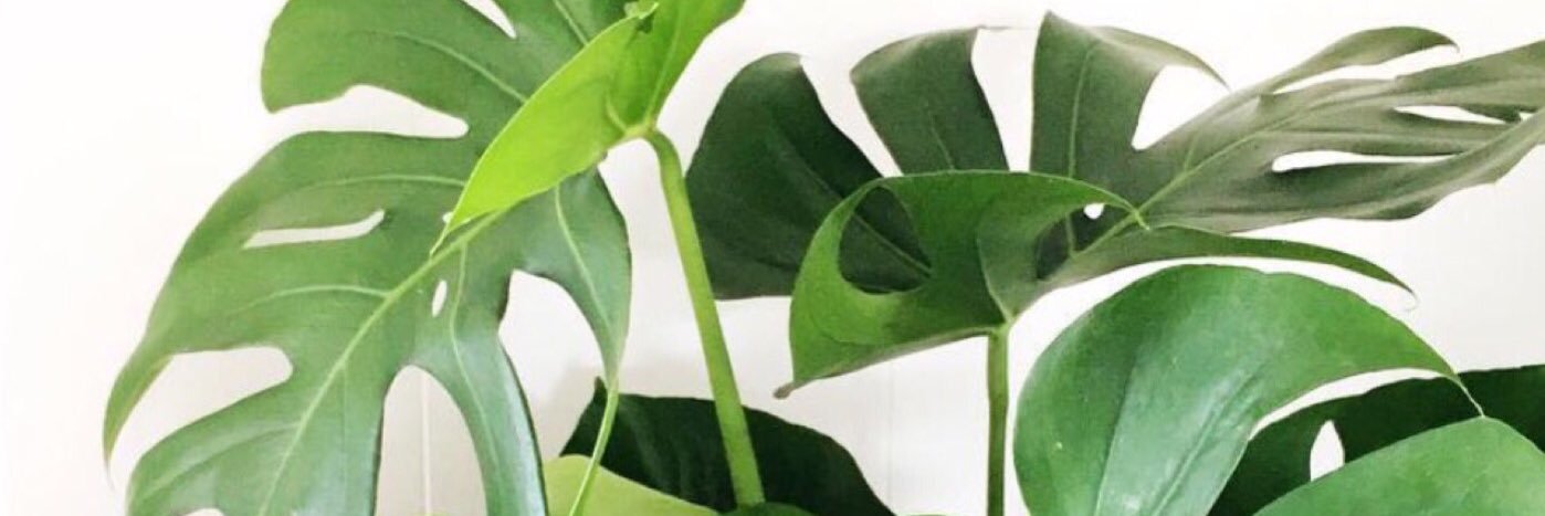 caybshea's profile banner image