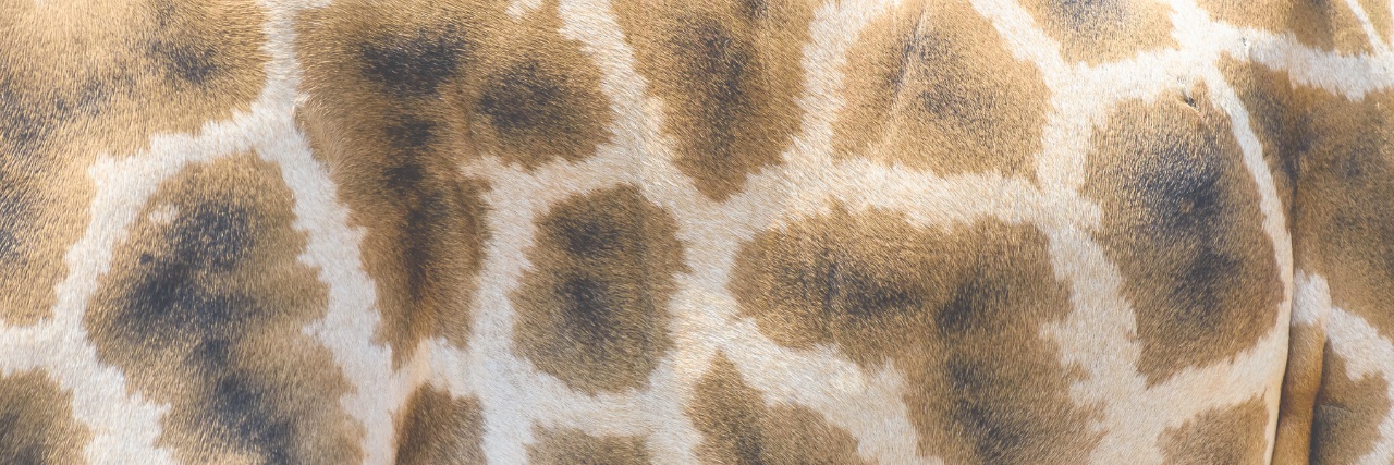 Key Conservation banner