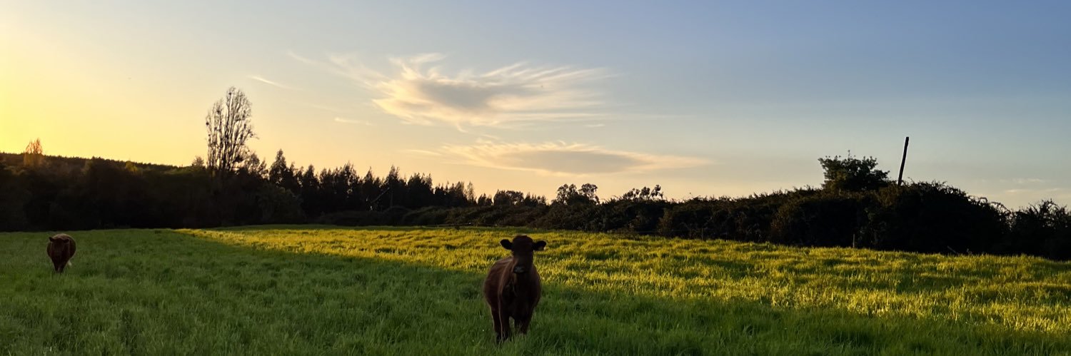 pedrovergaraf's profile banner image