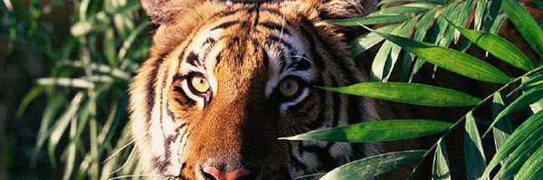 RealPlayaDev Profile Banner