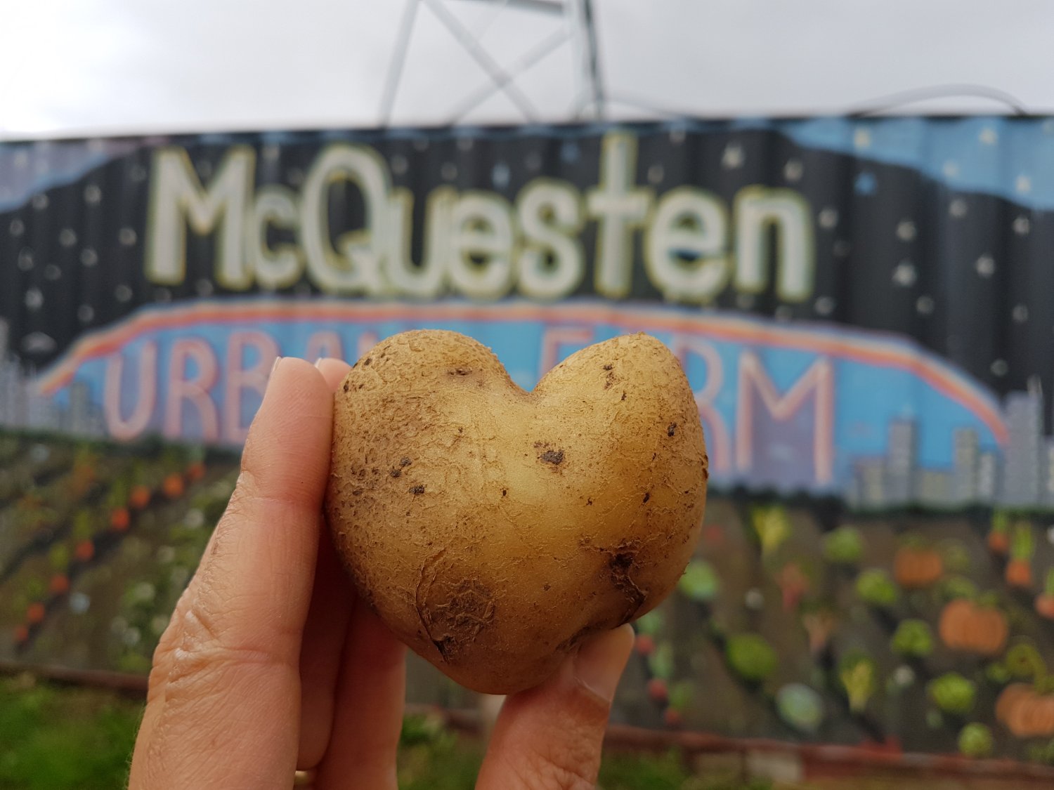 McQuestenFarm's profile banner image