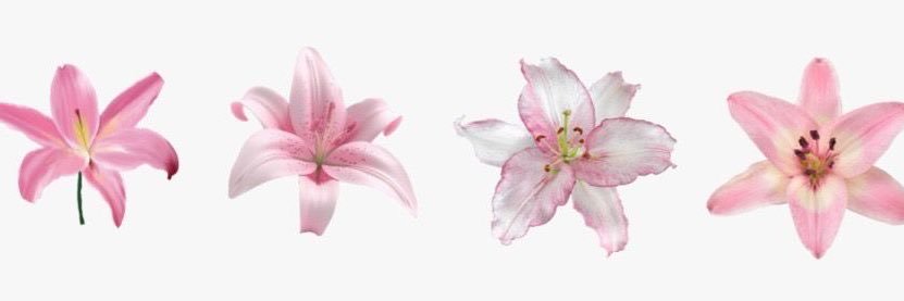 ivy ᥫ᭡. 🌺's banner