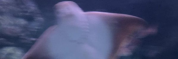 EDOL_YUUNA Profile Banner