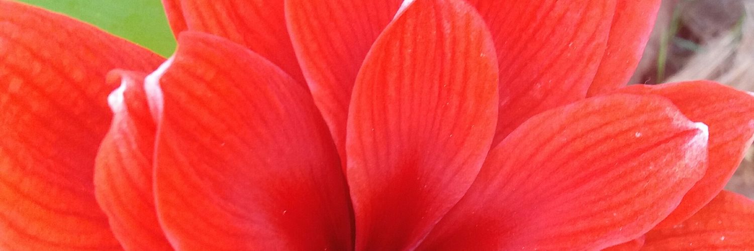 Pichunfli's profile banner image