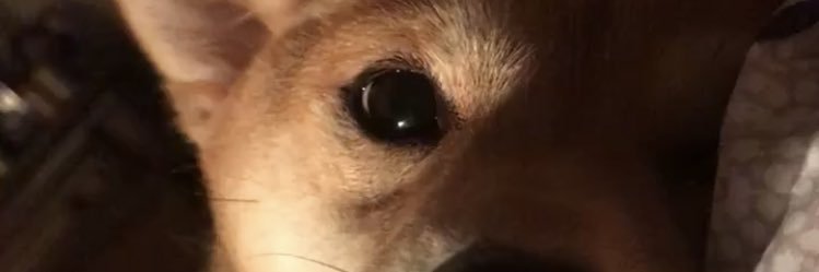 redwolfrita's profile banner image