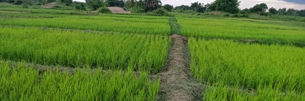 Samo Farms Ltd banner