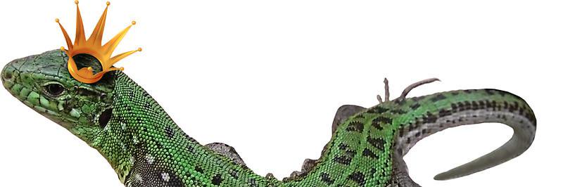 killabea420's profile banner image