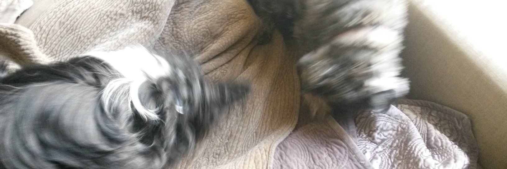 mike rowbottom banner