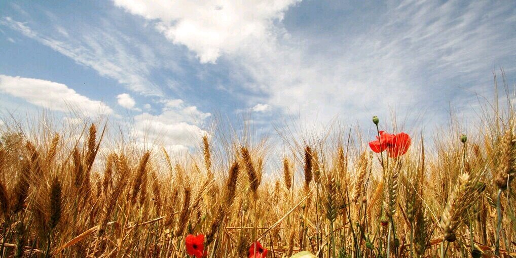 FlorianaSolaro's profile banner image