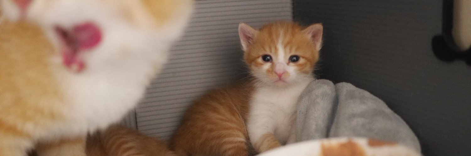 catNcatsNcat's profile banner image