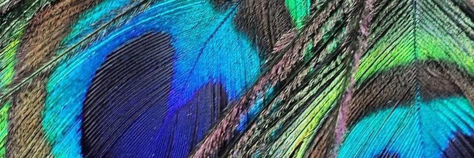 𝙶𝚛𝚎𝚎𝚗 𝙴𝚢𝚎𝚜 & 𝙷𝚊𝚖 banner