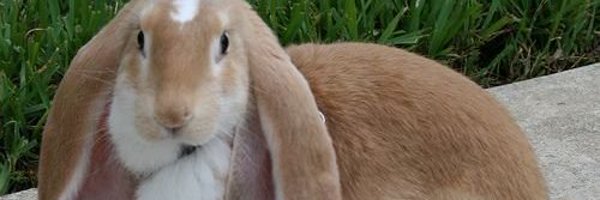 murials_ Profile Banner