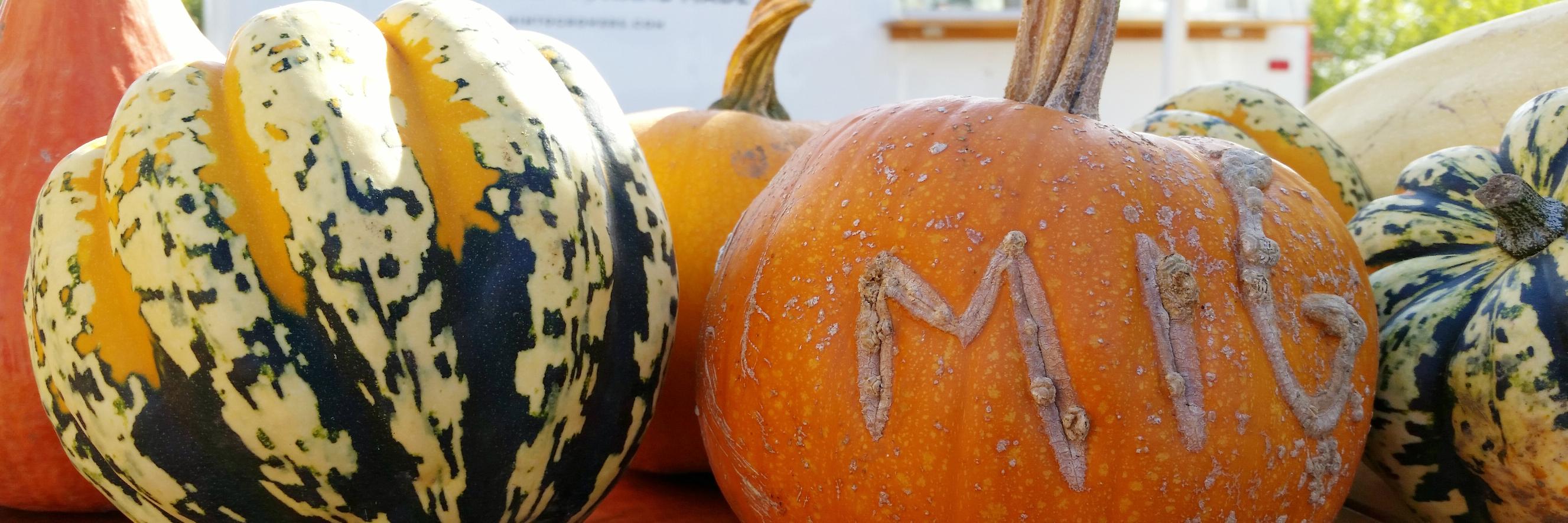 Elizabeth Miller banner