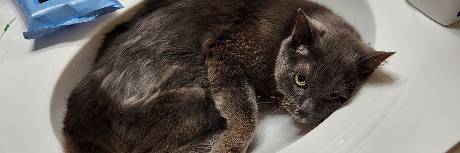 walter cat's banner